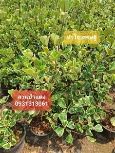 		 สาริกาลิ้นทอง