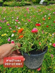 	 ต้นคุณนายตื่นสาย