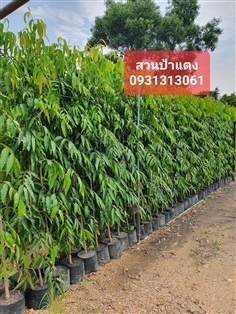 	 ต้นอโศก 1 เมตร