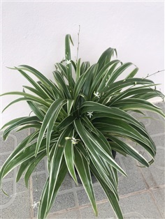 ว่านเศรษฐีเรือนนอก Spider Plant (ต้นแมงมุม)