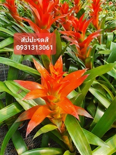 สัปรดสี