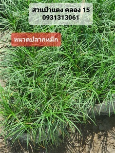 หนวดปลาหมึก