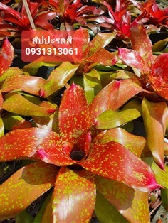 สัปรดสี