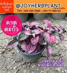 ดาดตะกั่ว  Red Frame Ivy ไม้คลุมดิน จัดสวน ปลีก-ส่งทั่วไทย