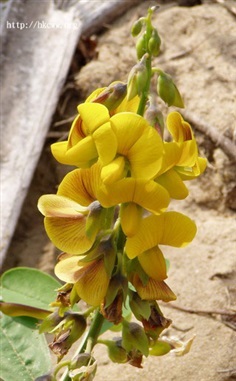 ถั่วมาร ถั่วกระดิ่ง crotalaria retusa