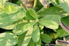 ถั่วมาร ถั่วกระดิ่ง crotalaria retusa