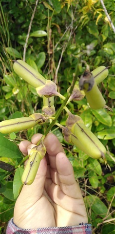 ถั่วมาร ถั่วกระดิ่ง crotalaria retusa