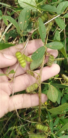 ขี้หนอนเถา cajanus scarabaeoides