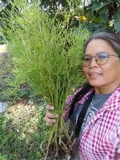 เขากวางน้ำ  กูดเขากวาง