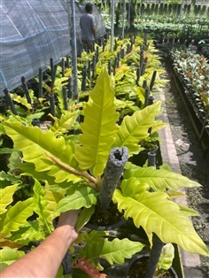 Golden sawใบเลื่อยสีทอง