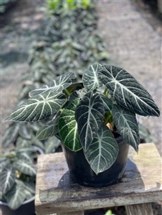 แบลคเวลเวท ใบกำมะหยี่ Alocasia Black Velvet 