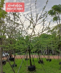  นำ้เต้าญี่ปุ่น