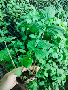 จิงจูฉ่าย&#160;หรือ&#160;White Mugwort&#160;เป็นสมุนไพรจีน มีลักษณะคล้ายกับ