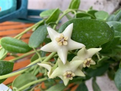 Hoya colonaria white