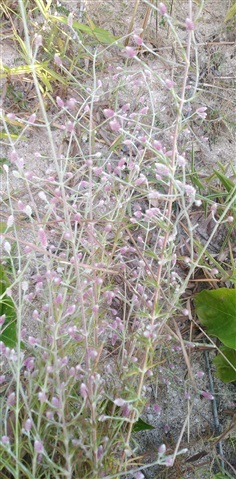  ดอกสิลิยารี Trichuriella monsoniae (L.f.)