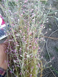 ดอกสิลิยารี Trichuriella monsoniae (L.f.) 