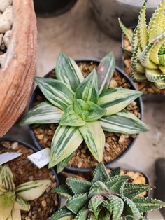 ต้นฮาโวเทียไฮบริดด่าง&quot;Haworthia obtusa hybrid variegated RU1