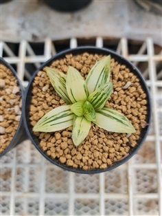 ต้นฮาโวเทียไฮบริดด่าง&quot;Haworthia obtusa hybrid variegated RU2