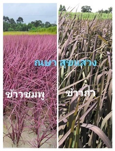 ขายเมล็ดพันธ์ข้าวสีชมพู