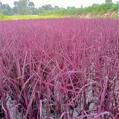 ขายเมล็ดพันธ์ข้าวสีชมพู