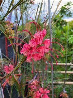 Grevillea Long john สนเกรวิลเลีย ลองจอห์น สีแดง กิ่งทาบ