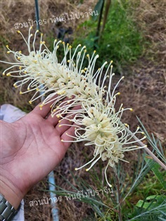 &quot;Grevillea Moonlight&quot;สนเกรวิลเลีย สีขาวแสงจันทร์ 