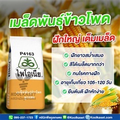 เมล็ดพันธุ์ข้าวโพด ไพโอเนีย P4163 ฝักใหญ่ เต็มเมล็ด คูลเกษตร