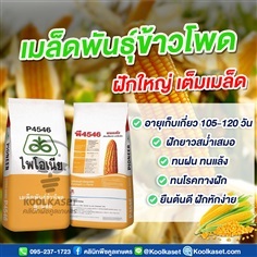 เมล็ดพันธุ์ข้าวโพด ไพโอเนีย P4546 ฝักใหญ่ เต็มเมล็ด คูลเกษตร