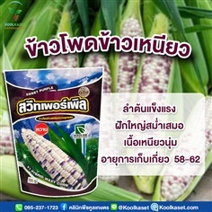 ข้าวโพดข้าวเหนียว สวีทเพอร์เพิล ขนาด 500 กรัม คูลเกษตร