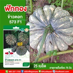 พันธุ์ฟักทอง ข้าวตอก 573 F1 ศรแดง 25 เมล็ด คูลเกษตร