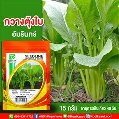 พันธุ์กวางตุ้งใบ อัมรินทร์ ซีดไลน์ 15 กรัม คูลเกษตร