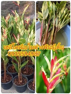 เฮลิโคเนียใบด่างหรือธรรมรักษาใบด่างดอกแดง-ดอกเหลือง