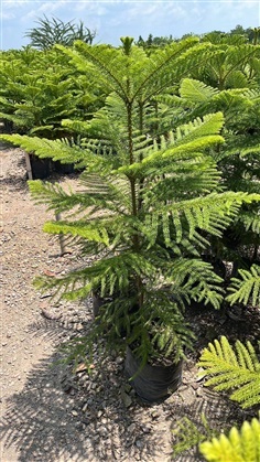 สนฉัตร Norfolk island pine