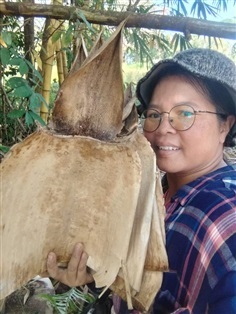 กาบไผ่