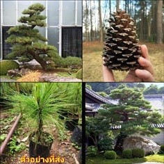 (1ต้น)  ต้นสน Pinus kesiya สนสามใบ หรือ เกี๊ยะแดง