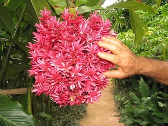 Alpinia Tahitian,Alpinia Tahitian,ขิงประดับ
