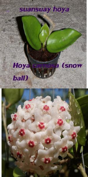 โฮยา คาร์โนซ่า(Snowball) / H. carnosa(snowball)  / ไม้นิ้ว