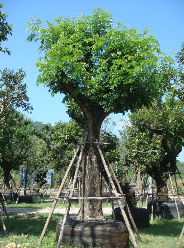 Tree History: ต้นจามจุรี (Samanea saman) Tree History: ต้นจามจุรี (Samanea Saman)