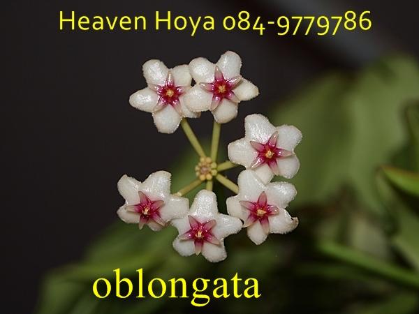Hoya oblongata,ขายโฮย่า oblongata,โฮย่า