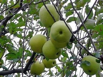 แอปเปิ้ลเขียว,แอปเปิ้ลเขียว,ต้นแอปเปิ้ล