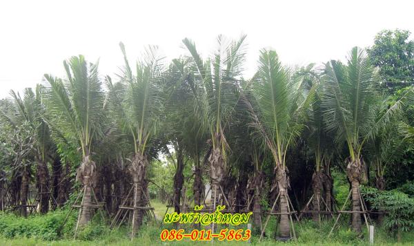 ขายต้นมะพร้าวน้ำหอม คอวีสูง 2 เมตร