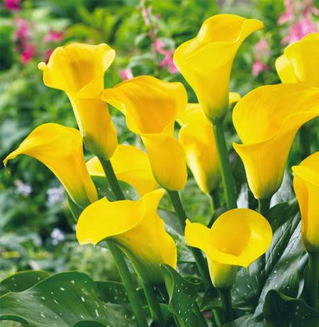 ดอกลิลลี่(Lilly) - ความหมายของดอกไม้แต่ละชนิด ดอกลิลลี่(Lilly) - ความหมายของดอกไม้แต่ละชนิด