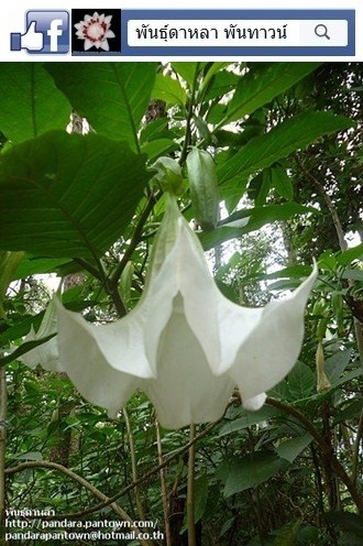 ดอกลำโพงสีขาว
