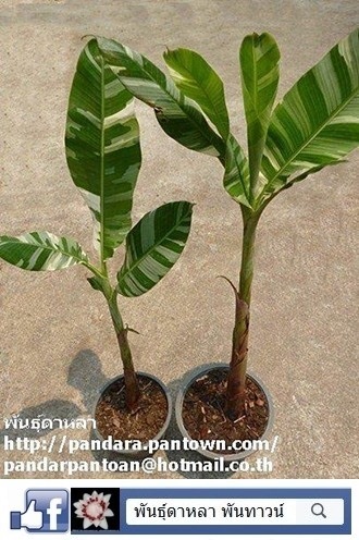 Musa 'Florida variegate'