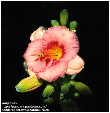 ดอกไม้จีนแคระ ดอกรูปถ้วยสีชมพู กลิ่นดอกหอม