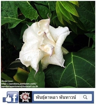 ดอกลำโพงดอกซ้อนสีขาวขอบม่วง