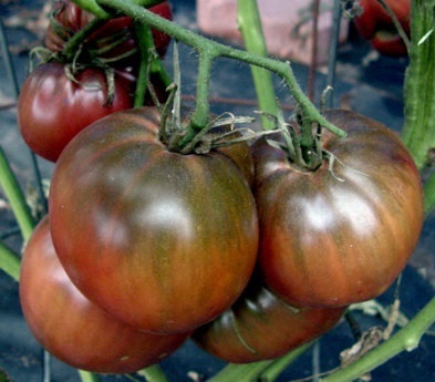 มะเขือเทศรัสเซียสีดำ - Black Russian Tomato