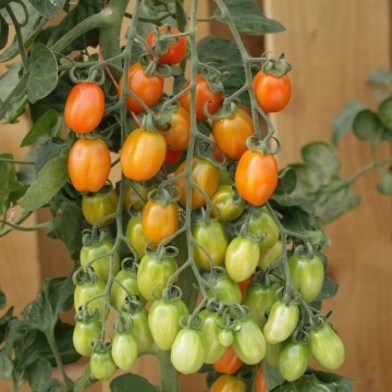 มะเขือเทศแอปริคอตดรีม F1-Apricot Dream F1 Tomato (11.5 Brix)