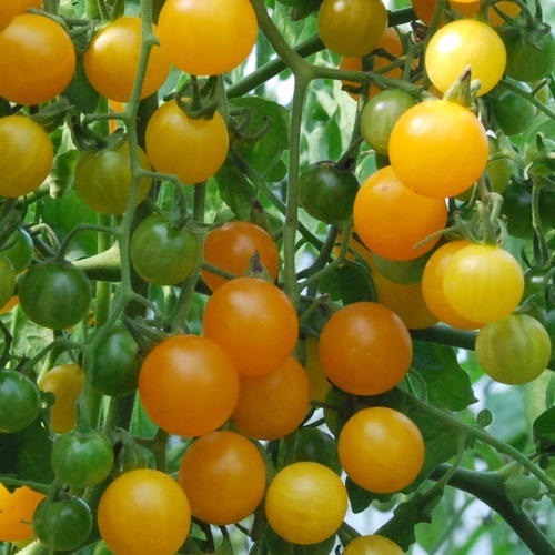 มะเขือเทศโกลด์รัชเคอเร้นท์ - Goldrush Currant Tomato