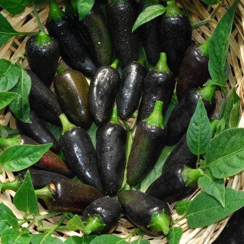 พริกฮังการีสีดำ - Black Hungarian Pepper